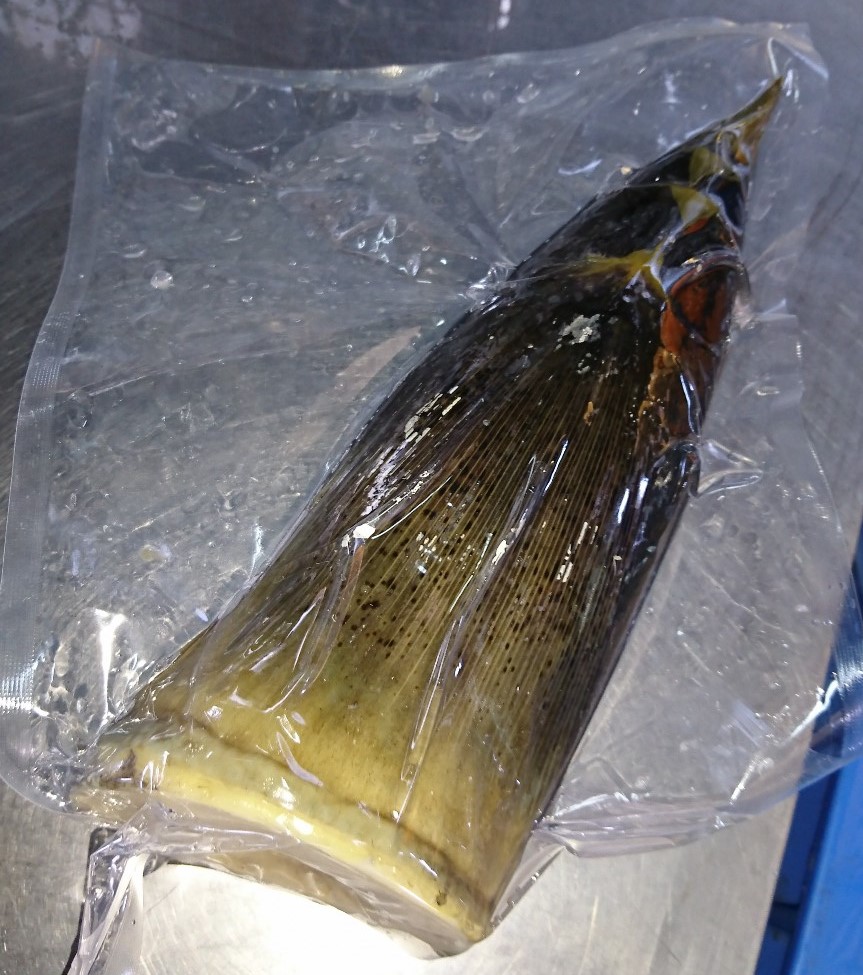 福岡県産　皮付き筍　9.5〜10kg 季節限定】三島村の大名筍 10kg - 甑島のおいしい通販｜山下商店