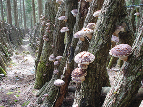 【即購入ok!!】Ms.OOJA 『PRESENT』5000枚完全限定生産 即購入ok!!】Ms.OOJA 『PRESENT』5000枚完全限定生産 Kensuke Nojima様