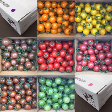 美トマト（7色） | ㈱美トマト｜Food Biz Kyushu 食の豊かさ真の価値