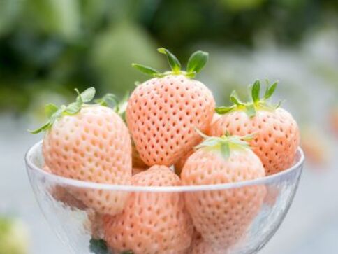 すっきり苺 Ichigo (Japanese Strawberry) makes the world happier 🌏👶👵🍓We