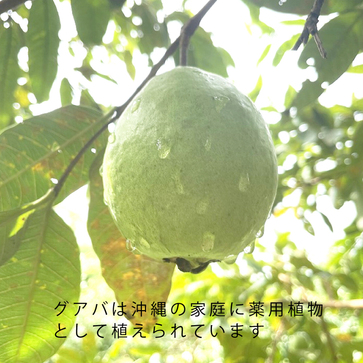 沖縄産ピンクグアバ純スムージー 100ｇ | 琉球guava entireiy株式会社 