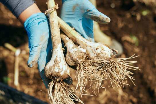 黒にんにく くろまる 200g | ㈱MOMIKI｜Food Biz Kyushu 食の豊かさ真