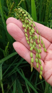 長兵衛®玄米 | 日月㈱｜Food Biz Kyushu 食の豊かさ真の価値
