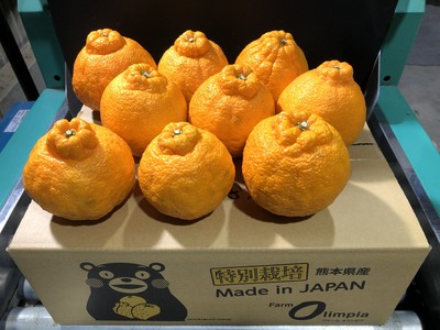 熊本県産 肥の豊(不知火)ストレートジュース 720ml×12本（熊本県